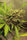 Golden Tiger - Mandala Seeds Shop Ace Seeds