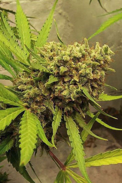 Golden Tiger - Mandala Seeds Shop Ace Seeds