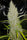 Golden Tiger x Panama (Limited Edition) - Mandala Seeds Shop Ace Seeds