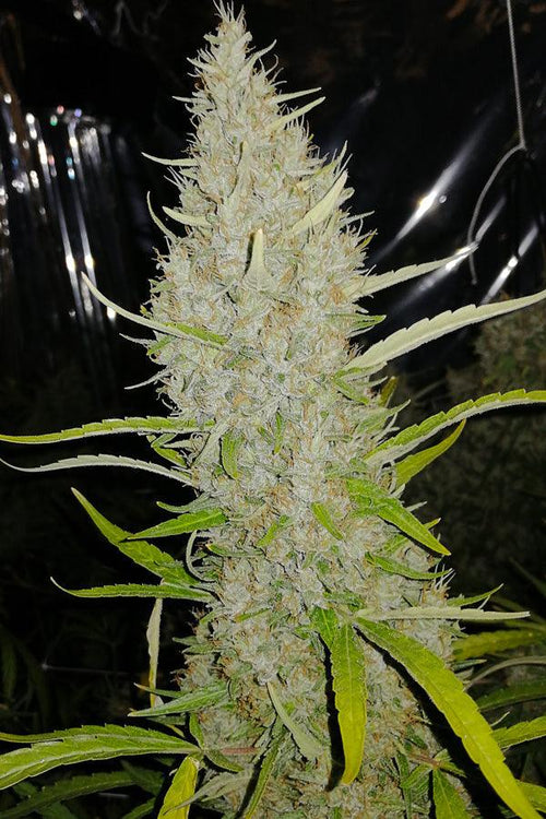 Golden Tiger x Panama (Limited Edition) - Mandala Seeds Shop Ace Seeds
