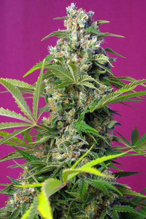 Gorilla Girl - Mandala Seeds Shop Sweet Seeds