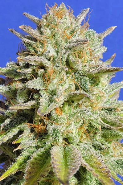 Gorilla Glue #4 - Mandala Seeds Shop Original Sensible Seeds