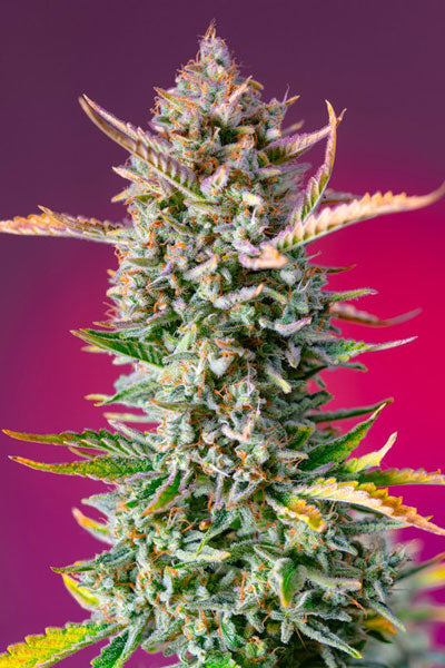 Gorilla Sherbet F1 (Fast Version) - Mandala Seeds Shop Sweet Seeds