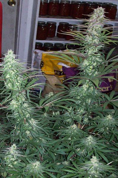 Green Mountain Grape