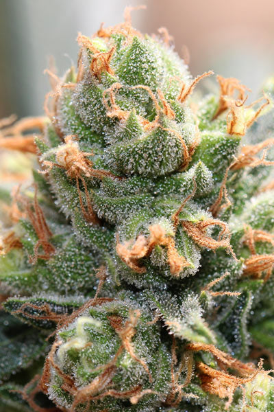 HashTonic (Limited Edition) - Mandala Seeds Shop Ace Seeds