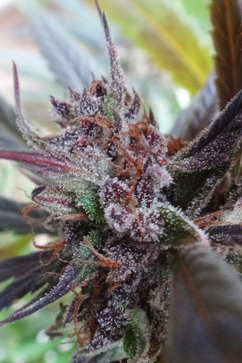 Haze x Kali China - Mandala Seeds Shop Ace Seeds