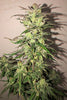Hokkaido Japan Hemp - Mandala Seeds Shop Ace Seeds