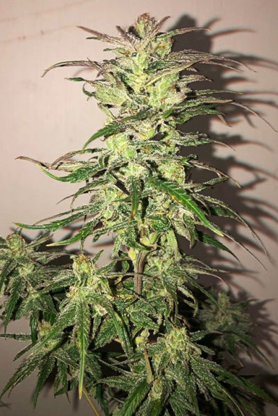 Hokkaido Japan Hemp - Mandala Seeds Shop Ace Seeds