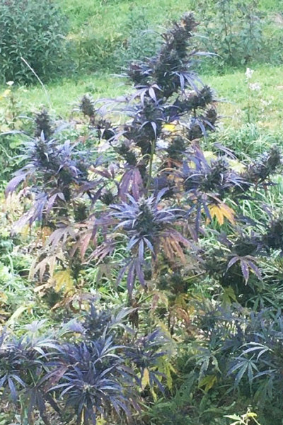 Hokkaido Japan Hemp - Mandala Seeds Shop Ace Seeds