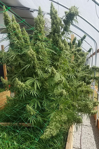 Honduras - Mandala Seeds Shop Ace Seeds