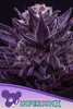 Imperium X - Mandala Seeds Shop Anesia