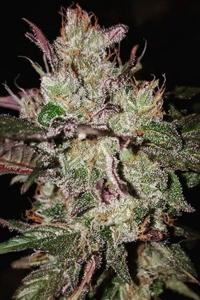 Kali China - Mandala Seeds Shop Ace Seeds