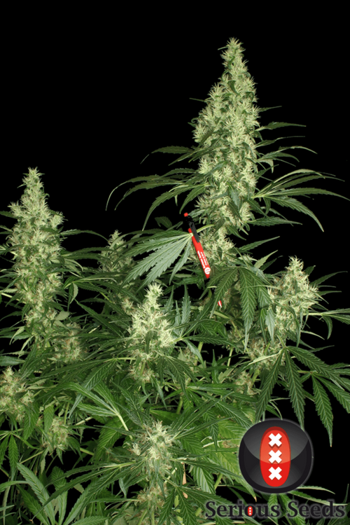 Kali Mist - Mandala Seeds Shop Serious Seeds