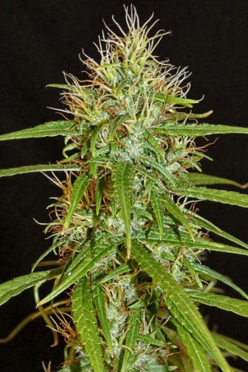 Kerala Chellakutti - Mandala Seeds Shop Khalifa Genetics