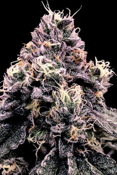 Kosher Pie - Mandala Seeds Shop DNA Genetics