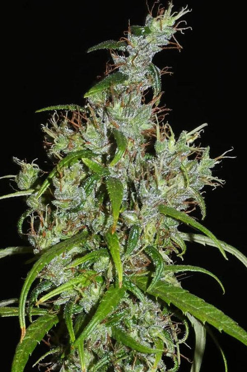 Kullu Valley - Mandala Seeds Shop Khalifa Genetics