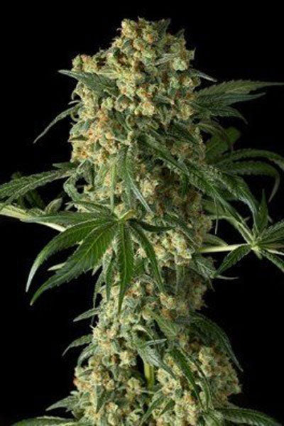 Kushberry - Mandala Seeds Shop DNA Genetics