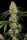 L.A. Amnesia - Mandala Seeds Shop Paradise Seeds
