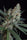 L.A. Amnesia - Mandala Seeds Shop Paradise Seeds