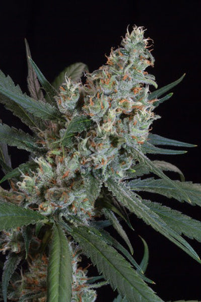 L.A. Amnesia - Mandala Seeds Shop Paradise Seeds