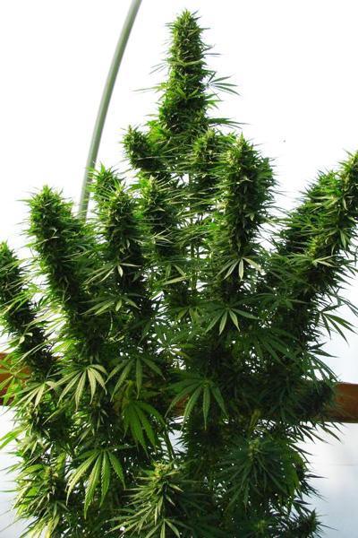 Lebanese - Mandala Seeds Shop Ace Seeds