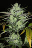 Limon Blanco V3 - Mandala Seeds Shop Khalifa Genetics