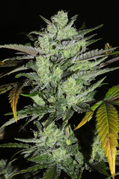 Limon Blanco V3 - Mandala Seeds Shop Khalifa Genetics
