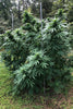 Limon Blanco V3 - Mandala Seeds Shop Khalifa Genetics