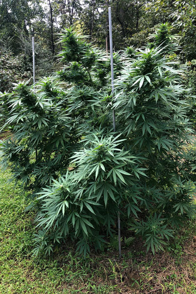 Limon Blanco V3 - Mandala Seeds Shop Khalifa Genetics