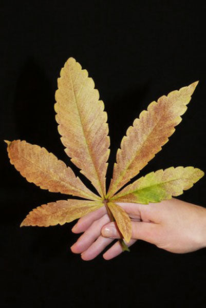 Limon Blanco V3 - Mandala Seeds Shop Khalifa Genetics