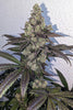 Limon Blanco V3 - Mandala Seeds Shop Khalifa Genetics