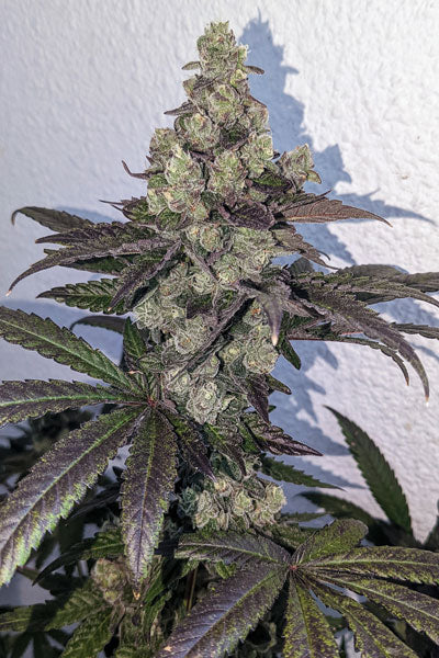 Limon Blanco V3 - Mandala Seeds Shop Khalifa Genetics
