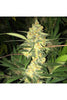 MK-Ultra Bubblegum - Mandala Seeds Shop T.H.Seeds