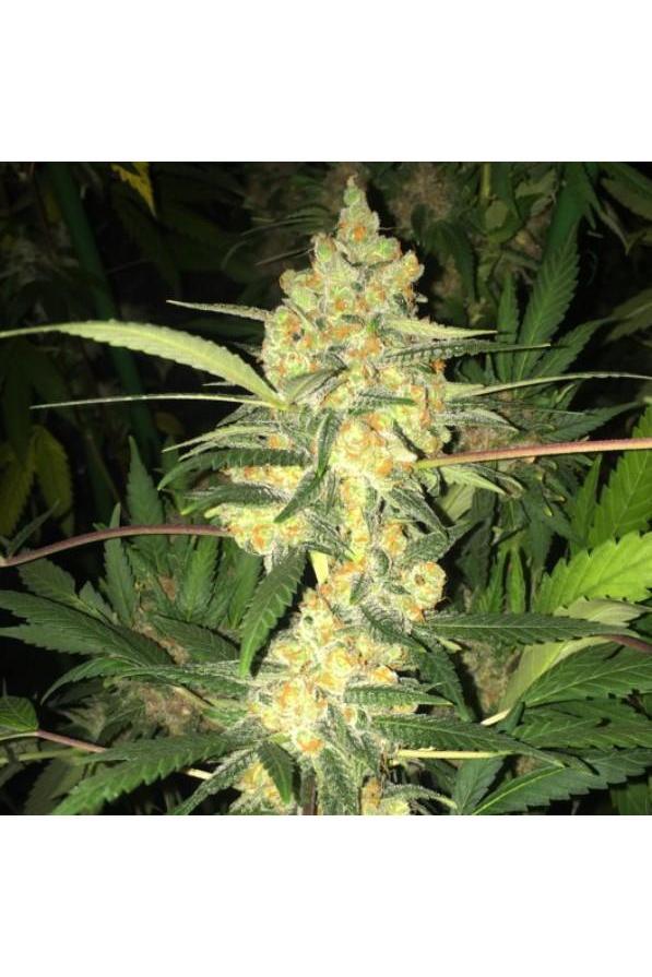 MK-Ultra Bubblegum - Mandala Seeds Shop T.H.Seeds