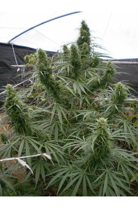 Malawi - Mandala Seeds Shop Ace Seeds