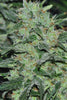 Malawi - Mandala Seeds Shop Ace Seeds