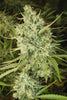 Malawi Fruity - Mandala Seeds Shop Ace Seeds RD