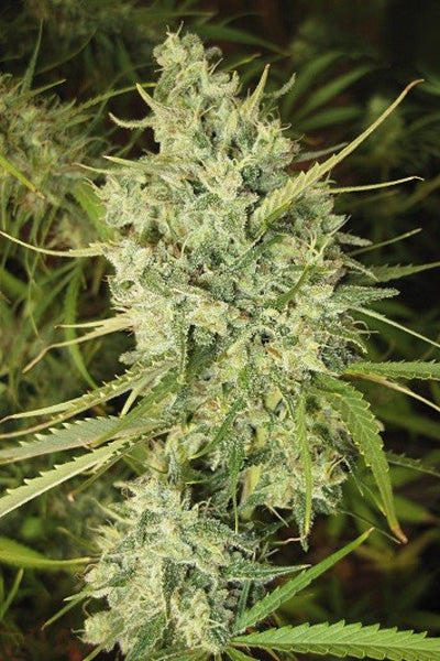 Malawi Fruity - Mandala Seeds Shop Ace Seeds RD