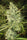 Malawi Fruity - Mandala Seeds Shop Ace Seeds RD