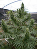 Malawi Fruity - Mandala Seeds Shop Ace Seeds RD
