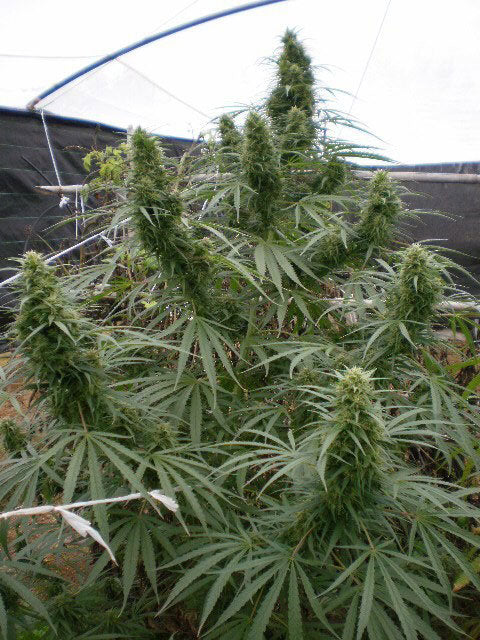 Malawi Fruity - Mandala Seeds Shop Ace Seeds RD
