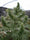 Malawi Fruity - Mandala Seeds Shop Ace Seeds RD