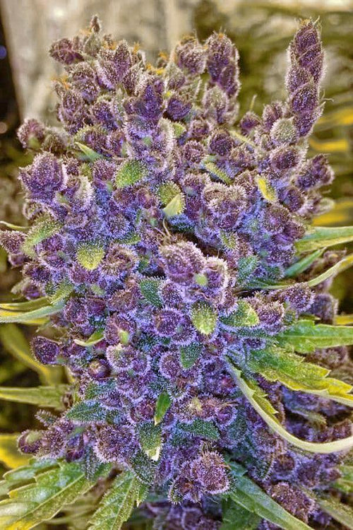 Malawi x PCK - Mandala Seeds Shop Ace Seeds