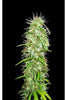 Mauritius x Ethiopian (Limited Edition) - Mandala Seeds Shop Ace Seeds