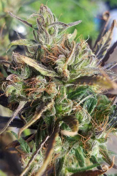 Mauritius x Ethiopian (Limited Edition)