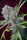 Mendocino Skunk - Mandala Seeds Shop Paradise Seeds