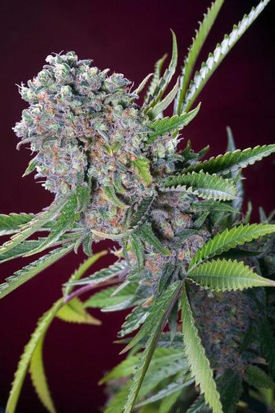 Mendocino Skunk - Mandala Seeds Shop Paradise Seeds