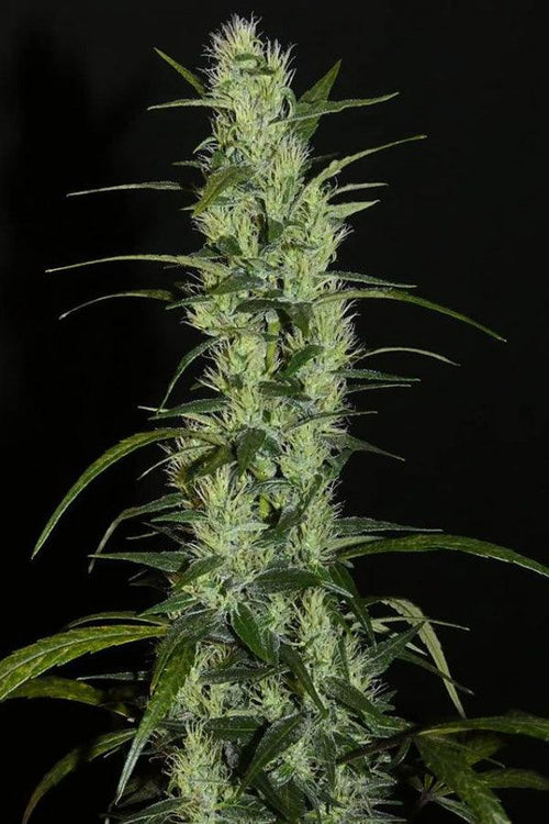 Moroccan Beldia - Mandala Seeds Shop Khalifa Genetics
