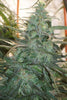 Mountain Gold (Limited Edition) - Mandala Seeds Shop Green Mountain Seeds