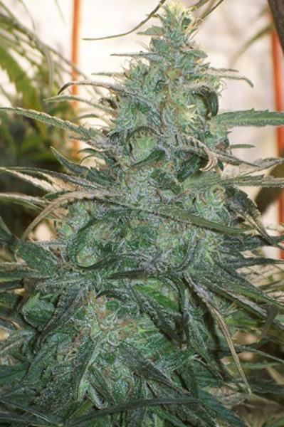 Mountain Gold (Limited Edition) - Mandala Seeds Shop Green Mountain Seeds